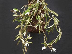 Loefgrenianthus blancheamesiae9.jpg