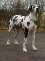 Great Dane (Harlequin)