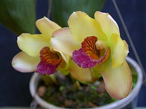 Bifrenaria harrisoniae 2.jpg