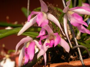 Leptotes pohlitinocoi.jpg