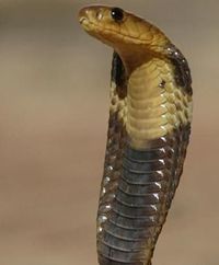 Snouted cobra