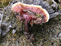 Ganoderma lucidum 02.jpg