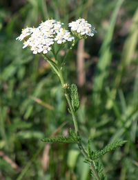 Yarrow (Achillea millefolium)