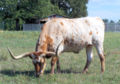 Texas longhorn